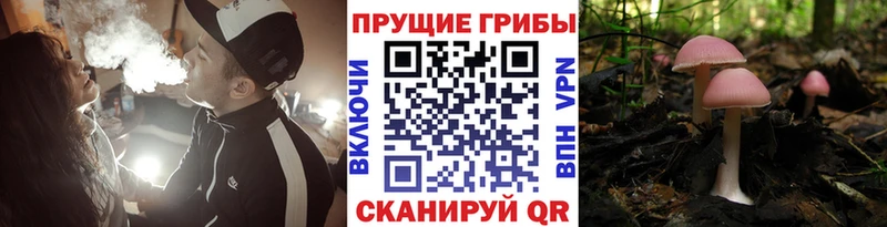 купить наркотик  shop формула  Псилоцибиновые грибы мицелий  Мурманск 